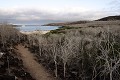 Sentier sur l'île de Santa Fé. Au mois d'aoà»t les Scalésia on perdu leur feuilles pour limiter la perte d'humidité. Le sentier traverse une forêt de cactus géants (Opuntia Cactacea) 
 Galapagos 
 Equateur 
 Parc National des Galapagos  