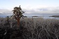 Sentier sur l'île de Santa Fé. Au mois d'aoà»t les Scalésia on perdu leur feuilles pour limiter la perte d'humidité. Le sentier traverse une forêt de cactus géants (Opuntia Cactacea) 
 Galapagos 
 Equateur 
 Parc National des Galapagos  
