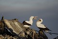 Fou masqué sur l'île de Génovesa 
 Galapagos 
 Equateur 
 Parc National des Galapagos 
 Oiseau  