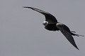  
 Galapagos 
 Equateur 
 Parc National des Galapagos 
 Oiseau 
 En vol  