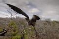  
 Galapagos 
 Equateur 
 Parc National des Galapagos 
 Oiseau 
 Scalesia  