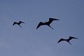  
 Galapagos 
 Equateur 
 Parc National des Galapagos 
 Oiseau 
 En vol 
 Silouette  