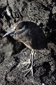 Ce héron, plus communément appelé héron de nuit se trouve en train de chasser sur les champs de laves découverts par la marée et dans les mangroves.  
 Galapagos 
 Equateur 
 Parc National des Galapagos  