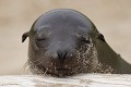 Portraits d'otaries des Galapagos  
 Galapagos 
 Equateur 
 Parc National des Galapagos  