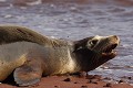 Otarie des galapagos couchée sur une plage de sable ocre sur l'île de Rabida  
 Galapagos 
 Equateur 
 Parc National des Galapagos  