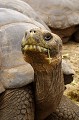 Portrait de tortue Géante.  
 Galapagos 
 Equateur 
 Parc National des Galapagos 
 Espèce menacée de disparition  