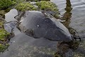 Tortue marine  échouée dans une cuvette d'eau à  marée desendante  
 Galapagos 
 Equateur 
 Parc National des Galapagos  