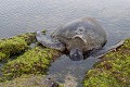 Tortue marine  échouée dans une cuvette d'eau à  marée desendante  
 Galapagos 
 Equateur 
 Parc National des Galapagos  