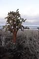 Sentier sur l'île de Santa Fé. Au mois d'aoà»t les Scalésia on perdu leur feuilles pour limiter la perte d'humidité. Le sentier traverse une forêt de cactus géants (Opuntia Cactacea) 
 Galapagos 
 Equateur 
 Parc National des Galapagos  