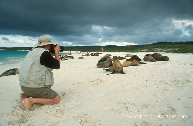 , Oiseau  , Parc National des Galapagos, Equateur  