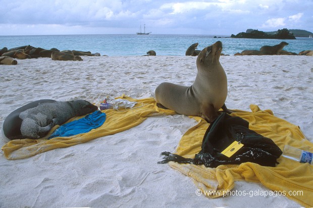 Galapagos , Parc National des Galapagos, Equateur  