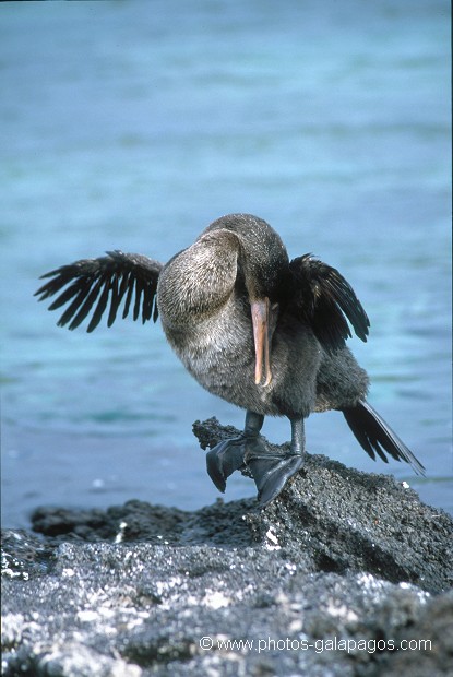  , Parc National des Galapagos, Equateur  