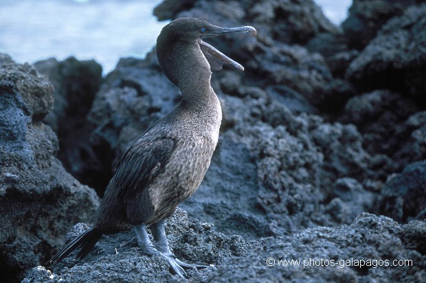  , Parc National des Galapagos, Equateur  