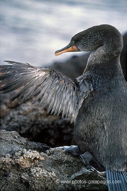  , Parc National des Galapagos, Equateur  