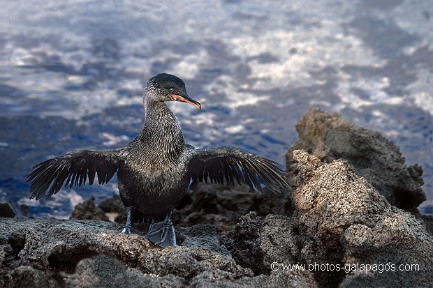  , Parc National des Galapagos, Equateur  