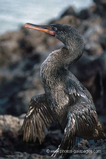  , Parc National des Galapagos, Equateur  