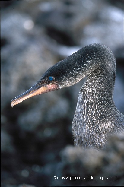  , Parc National des Galapagos, Equateur  