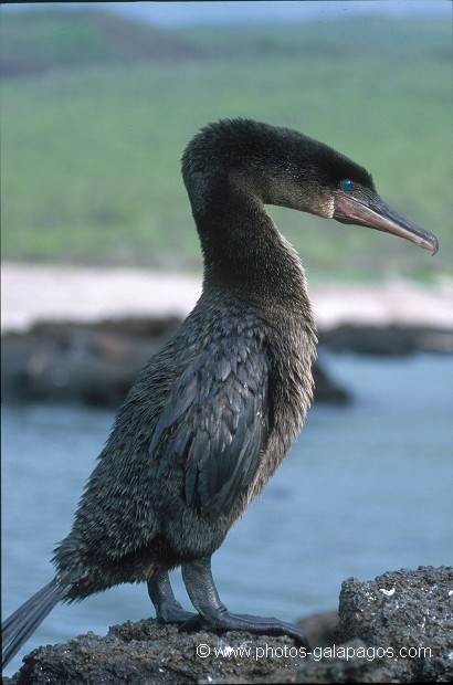  , Parc National des Galapagos, Equateur  