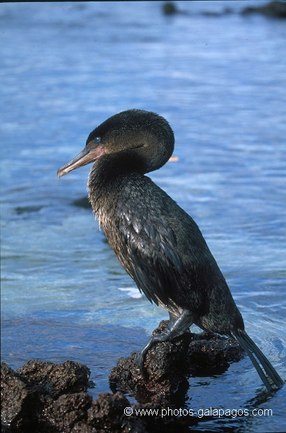  , Parc National des Galapagos, Equateur  