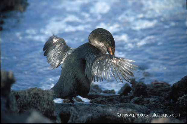  , Parc National des Galapagos, Equateur  