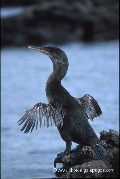  , Parc National des Galapagos, Equateur  