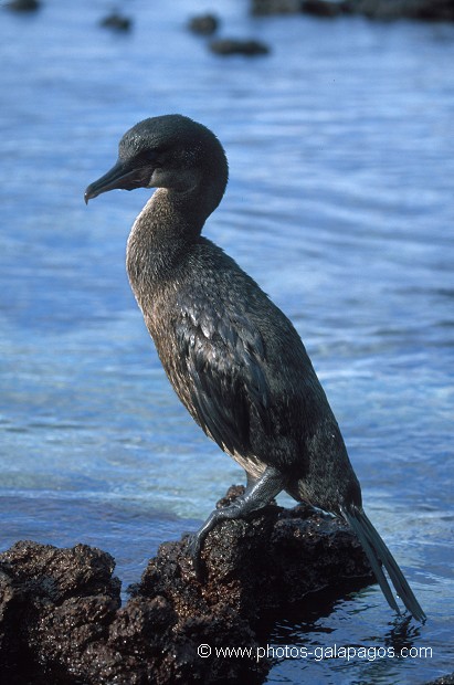  , Parc National des Galapagos, Equateur  