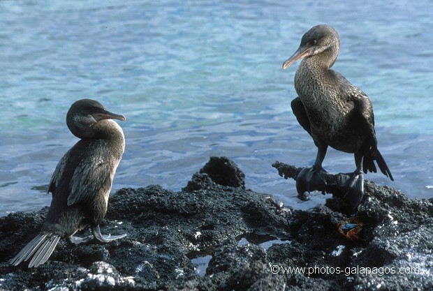  , Parc National des Galapagos, Equateur  