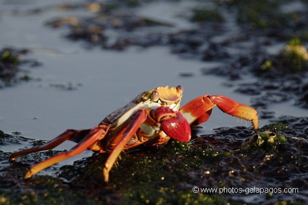 Crabe des Galapagos (Grapsus grapsus) - île de Santiago - Galapagos