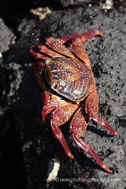 , Galapagos , Equateur , Parc National des Galapagos , Rouge  , Parc National des Galapagos, Equateur  