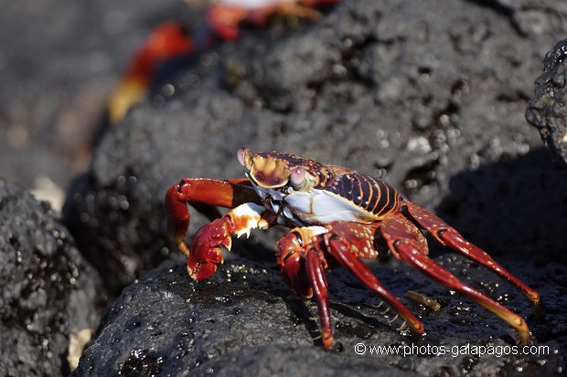 Crabe des Galapagos (Grapsus grapsus)