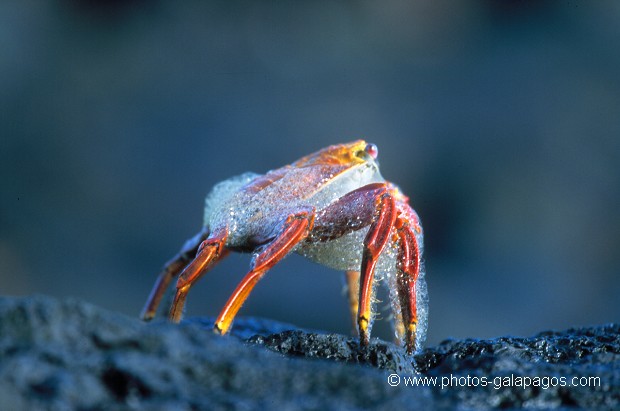  , Parc National des Galapagos, Equateur  