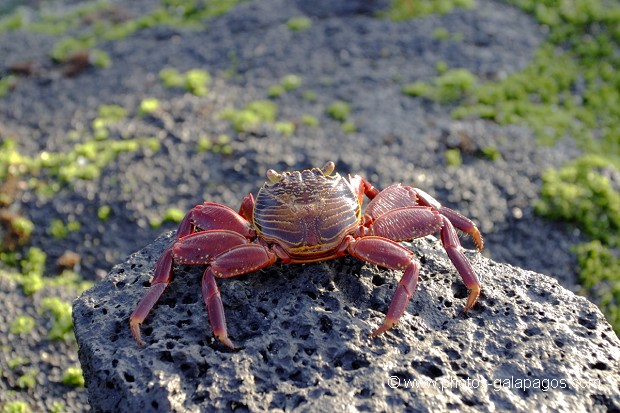 Crabe des Galapagos (Grapsus grapsus)