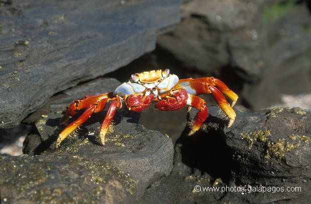  , Parc National des Galapagos, Equateur  