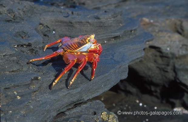  , Parc National des Galapagos, Equateur  