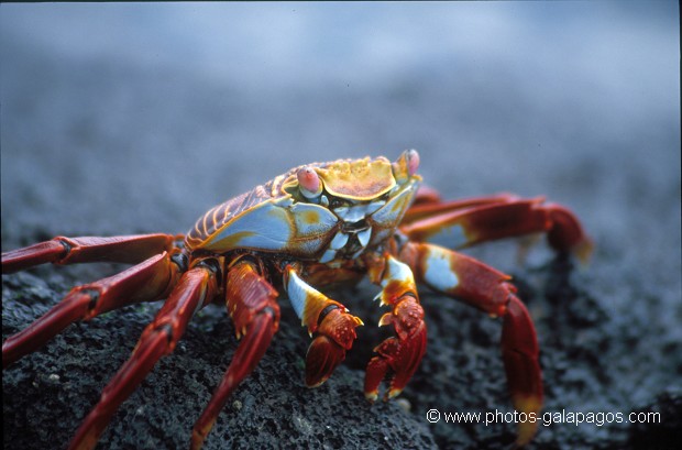  , Parc National des Galapagos, Equateur  