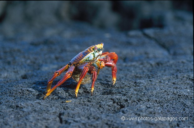  , Parc National des Galapagos, Equateur  