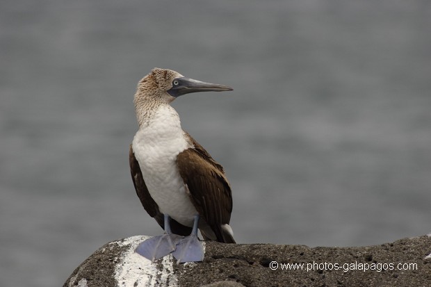 Fou à  pieds bleus (Sula nebouxii) - île de noth Seymour 