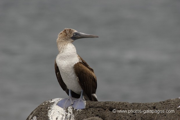 Fou à  pieds bleus (Sula nebouxii) - île de noth Seymour 