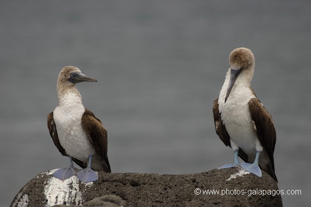 Fou à  pieds bleus (Sula nebouxii) - île de noth Seymour 