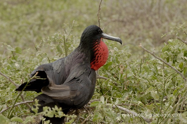  Frégate superbe (Fregata magnificens)  île de North Seymour- Galapagos