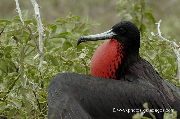  Frégate superbe (Fregata magnificens)  île de North Seymour- Galapagos