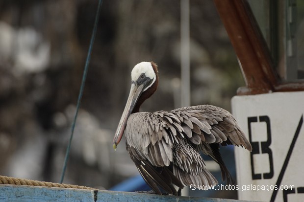 Pélican Brun à  la proue d'un Bateau dans le port de Puero Ayora - île de Santa Cruz - Galapagos