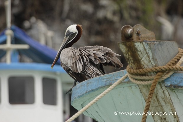 Pélican Brun à  la proue d'un Bateau dans le port de Puero Ayora - île de Santa Cruz - Galapagos
