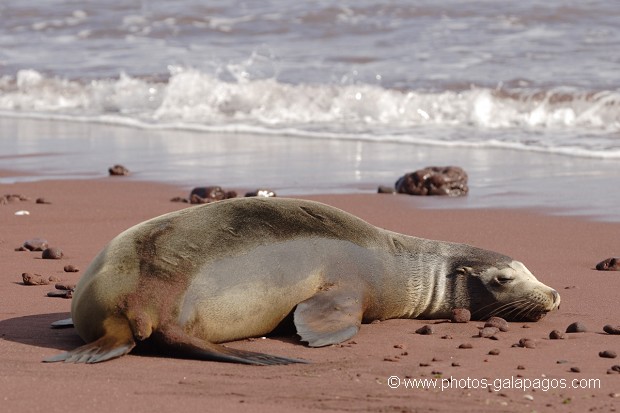 Otaries des galapagos (Zalophus californianus wollebaeki)