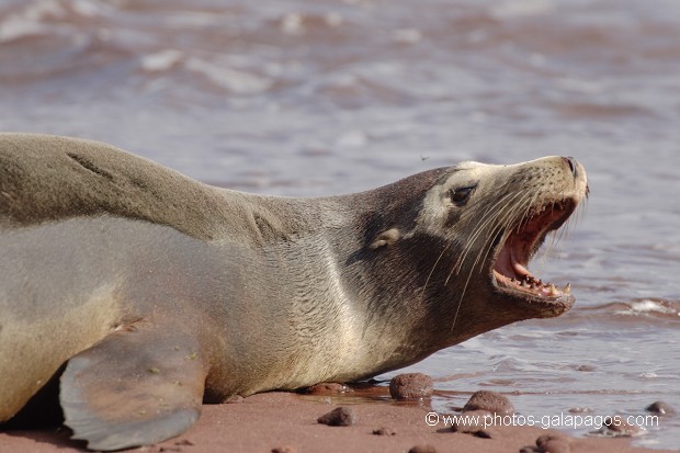 Otaries des galapagos (Zalophus californianus wollebaeki)