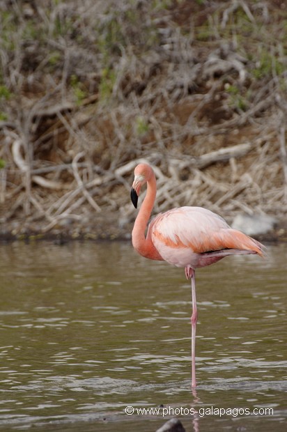 Flamant rose (Phoenicopterus ruber) - dans la lagune de l'île de Rabida - Galapagos