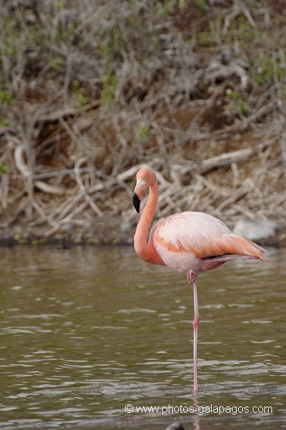 Flamant rose (Phoenicopterus ruber) - dans la lagune de l'île de Rabida - Galapagos