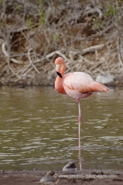 Flamant rose (Phoenicopterus ruber) - dans la lagune de l'île de Rabida - Galapagos