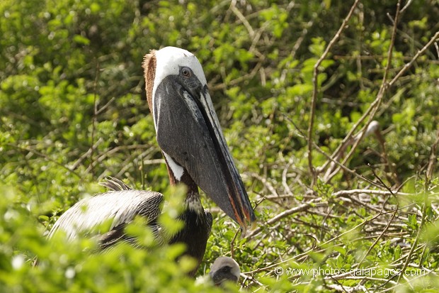 Pélican Brun au nid - île de Rabida - Galapagos