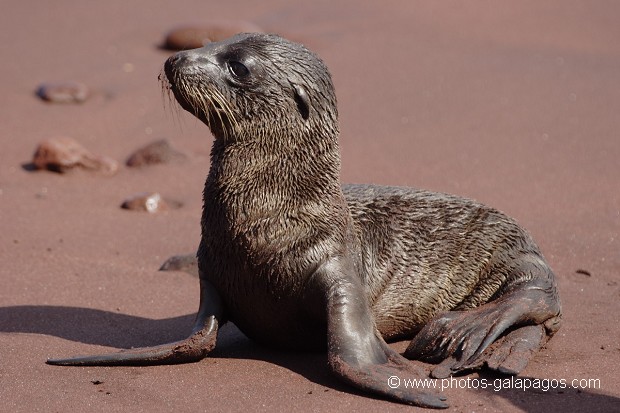 Jeune otarie des Galapagos (Zalophus californianus wollebaeki) - île de Rabida - Galapagos